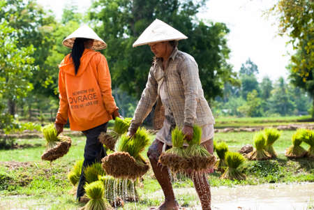 CHAMPASAK, LAOS - AUG 12  Rice transplanting on Aug 12, 2012 in Champasak, Laos  In Laos the traditional hand method of cultivating rice is still practicedのeditorial素材