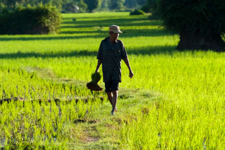 CHAMPASAK, LAOS - AUG 14  Rice transplanting on Aug 14, 2012 in Champasak, Laos  In Laos the traditional hand method of cultivating rice is still practicedのeditorial素材