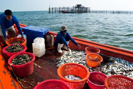 SAMUTSONGKRAM, THAILAND â DEC 10  Fishermen inspect and grade the fish ready for sale on Dec 10, 2010 in Samutsongkram, Thailand   Samutsongkram is a coastal province where commercial fisheries prevail のeditorial素材