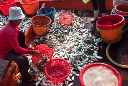 SAMUTSONGKRAM, THAILAND â DEC 10  Fishermen inspect and grade the fish ready for sale on Dec 10, 2010 in Samutsongkram, Thailand   Samutsongkram is a coastal province where commercial fisheries prevail のeditorial素材