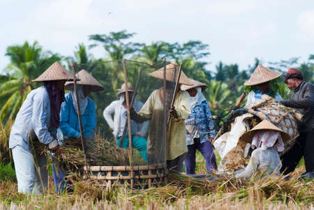 BALI, INDONESIA â MAY 6  Rice is threshed in the field on May 6, 2013 in Bali, Indonesia  Bali is able to produce rice all year round because of the Subak system which manages the water supply system for farmers in the dry season のeditorial素材