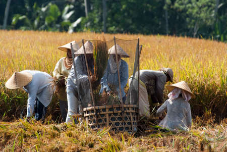 BALI, INDONESIA â MAY 6  Rice is threshed in the field on May 6, 2013 in Bali, Indonesia  Bali is able to produce rice all year round because of the Subak system which manages the water supply system for farmers in the dry season のeditorial素材