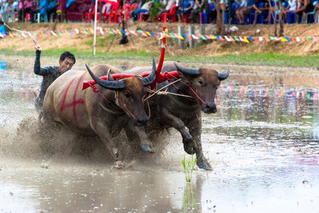 CHONBURI, THAILAND - JULY 01  Buffaloes racing on Jul 01, 2012 in Chonburi, Thailand The event is normally held before the rice planting season and marks the importance of buffaloes のeditorial素材