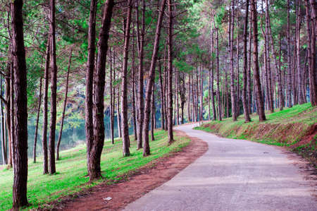A winding road running through a pine forestの写真素材