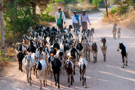 BAGAN, MYANMAR - FEBRUARY 14   Locals lead a herd of goats down the road on February 14, 2011 in Bagan, Myanmar  Some of Bagan people earn their living by raising livestocks のeditorial素材