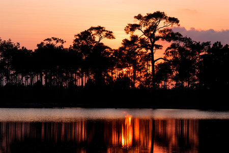 Silhouette of pine trees and reflection in a river at sunset