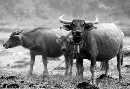 A group of buffaloes feeding themselves in the fieldの写真素材