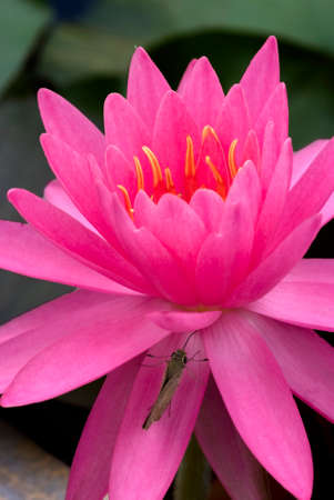 Pink waterlily with a butterflyの写真素材