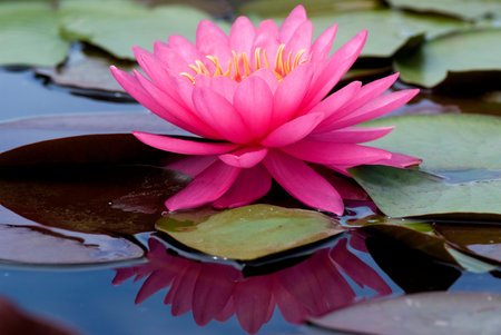 Pink waterlily floating on its leaves with reflection