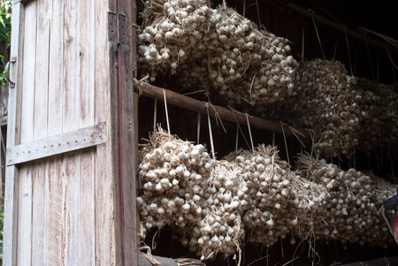 Dry garlic bulbs in a storageの写真素材