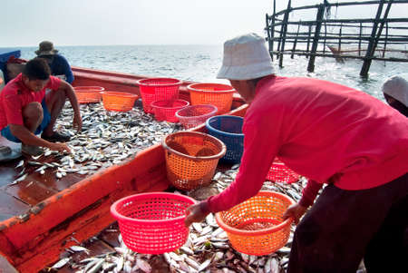 SAMUTSONGKRAM, THAILAND â DEC 10: Fishermen inspect and grade the fish ready for sale on Dec 10, 2010 in Samutsongkram, Thailand.  Samutsongkram is a coastal province where commercial fisheries prevail.のeditorial素材