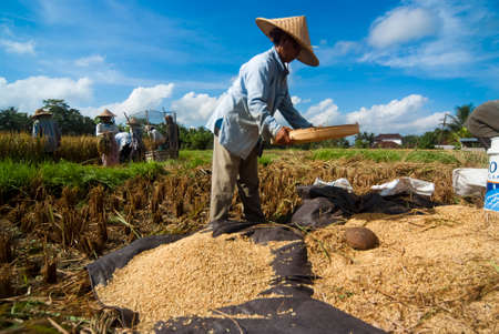 BALI, INDONESIA â MAY 6  Rice winnowing in the field on May 6, 2013 in Bali, Indonesia  Bali is able to produce rice all year round because of the Subak system which manages the water supply system for farmers in the dry season のeditorial素材