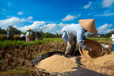 BALI, INDONESIA â MAY 6  Rice winnowing in the field on May 6, 2013 in Bali, Indonesia  Bali is able to produce rice all year round because of the Subak system which manages the water supply system for farmers in the dry season のeditorial素材