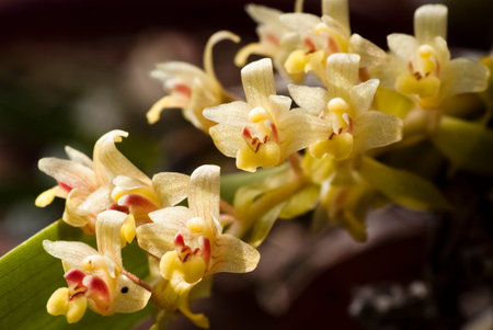 A bunch of yellow wild orchidsの写真素材