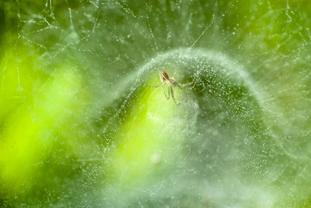 A spider in its arch-like nest spinked with morning dewの写真素材