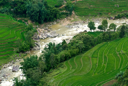 Green Terraced Rice Field in Sapa, Vietnam
