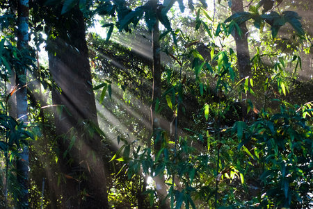 Sunbeams piercing through leaves in the morning