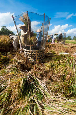 BALI, INDONESIA â MAY 6: Rice is threshed in the field on May 6, 2013 in Bali, Indonesia. Bali is able to produce rice all year round because of the Subak system which manages the water supply system for farmers in the dry season.のeditorial素材