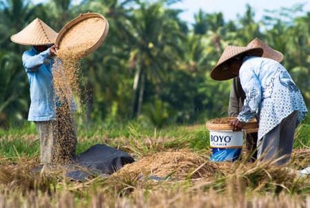 BALI, INDONESIA â MAY 6: Rice winnowing in the field on May 6, 2013 in Bali, Indonesia. Bali is able to produce rice all year round because of the Subak system which manages the water supply system for farmers in the dry season.のeditorial素材