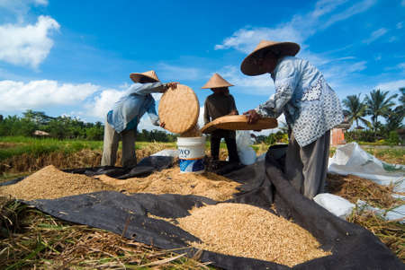 BALI, INDONESIA â MAY 6: Rice winnowing in the field on May 6, 2013 in Bali, Indonesia. Bali is able to produce rice all year round because of the Subak system which manages the water supply system for farmers in the dry season.のeditorial素材