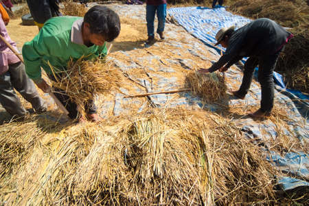 CHIANG MAI, THAILAND - NOV 13  Rice threshing on November 13, 2010 in Chiang Mai, Thailand  Hand-threshing is still practised in many parts of Thailandのeditorial素材