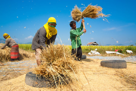 CHIANG MAI, THAILAND - NOV 13  Rice threshing on November 13, 2010 in Chiang Mai, Thailand ...
