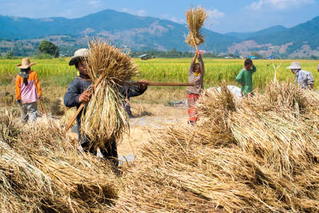 CHIANG MAI, THAILAND - NOV 13  Rice threshing on November 13, 2010 in Chiang Mai, Thailand  Hand-threshing is still practised in many parts of Thailandのeditorial素材