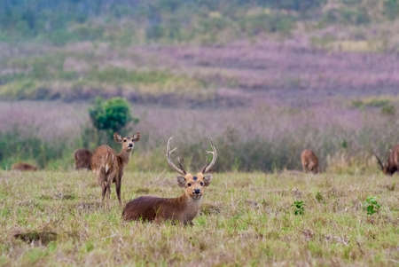 A group of Eld's deers in a meadowの写真素材