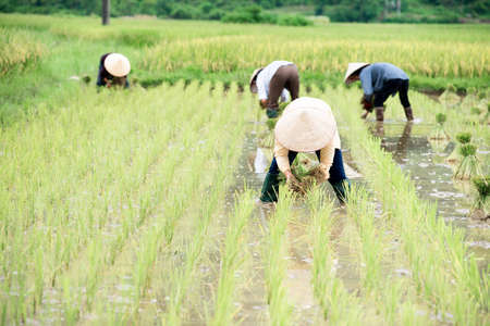 Rice crops are being transplanted by farmers in Vietnamのeditorial素材