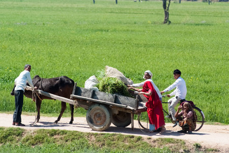 UTTAR PRADESH, INDIA- MAR 2:  locals loads bunches of  grass into a cart on March 2, 2013, in Uttar Pradesh, India. In many parts of India, buffaloes and cows are still used to pull carts and work in farm.のeditorial素材