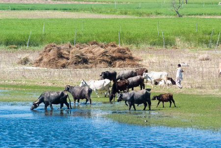 UTTAR PRADESH, INDIA- MAR 2: a local tends a herd of cattle in a field on March 2, 2013, in Uttar Pradesh, India. Oxen and cows are raised for meat, pulling carts, plows and the like in India.のeditorial素材