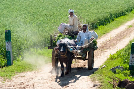 UTTAR PRADESH, INDIA- MAR 2:  locals on a cart loaded with grass on March 2, 2013, in Uttar Pradesh, India. In many parts of India, buffaloes and cows are still used to pull carts and work in farm.のeditorial素材