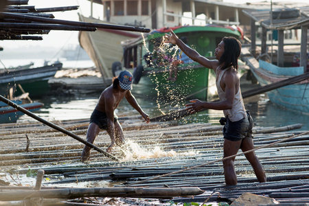 MANDALAY, MYANMAR - MAR 6:  bamboo shafts being loaded into a truck to be sold off as construction...