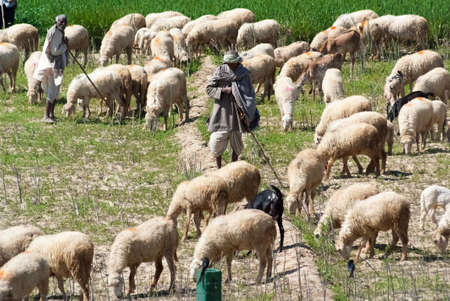 UTTAR PRADESH, INDIA- MAR 2: a local tends a herd of sheep and goats on Mar 2, 2013, in Uttar Pradesh, India. Sheep and goats are raised for meat, dairy products and clothing for locals in India.のeditorial素材