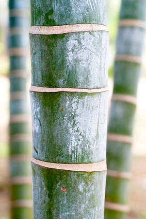Close-up of stems of palm treesの写真素材