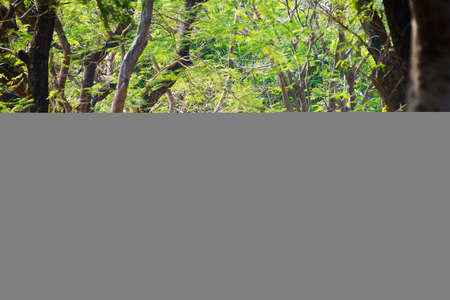 INWA, MYANMAR - MAR 03: tourists ride on a horse-drawn carriage on Mar 3, 2015 in Inwa, Myanmar....