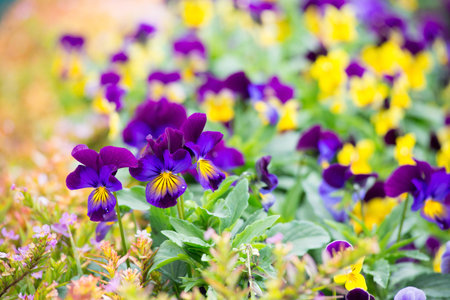 Garden with colorful flower patchesの写真素材