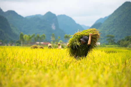 BAC SON, VIETNAM - JUL 12: Farmer carries sheaves of rice stalks across the paddies on July 12, 2014 in Bac Son, Vietnam.  In Vietnam,  individuals cannot own land but will be granted with the land use rights by the State.のeditorial素材