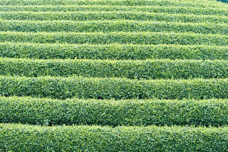 Rows of tea plantation in Moc Chau, Vietnamの写真素材