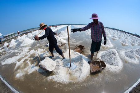 SAMUTSONGKRAM, THAILAND - FEB 20: Farmers collect the ready-to-harvest salt on Feb 20, 2015 in...