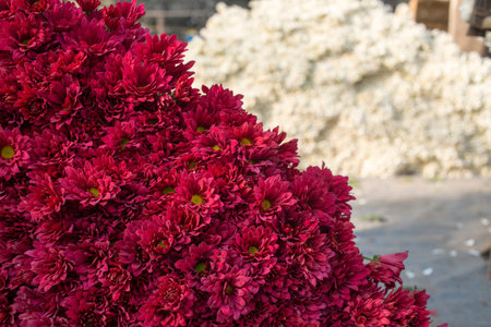 Colorful flowers for sale at the wholesale flower market in Kyauk Mee on the roadside to Pyin Oo Lwinの写真素材