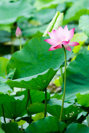 Pink blooming waterlily surrounded by green leavesの写真素材