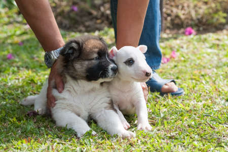 Two puppies post for photoの写真素材