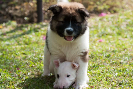Saint Bernad and Bull Terrier play together on the green pastureの写真素材
