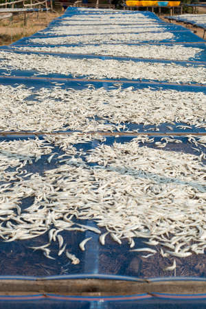 Fish are sun dried on  cloth-covered wooden frames as part of preservation processの写真素材