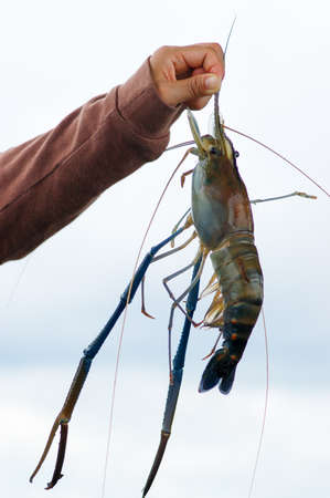 Handheld river prawn freshly caught from a riverの写真素材