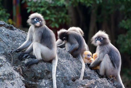 Family members of Dusky Leaf Monkeysの写真素材