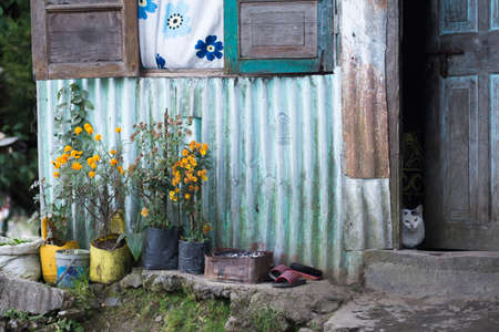 Cat sitting at the front of a local house in Darjeeling, India.の写真素材