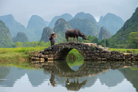 GUILIN, CHINA - SEPT 20, 2017: A farmer walks his buffalo home after a dayâs work in Huixiang, a small town with karst and limestone landscapeのeditorial素材