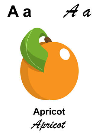 alphabet letter A as apricotの写真素材